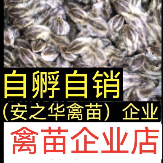南宁山鸡苗 【平台优选孵化场】【热销品种】自产自销 假一赔十