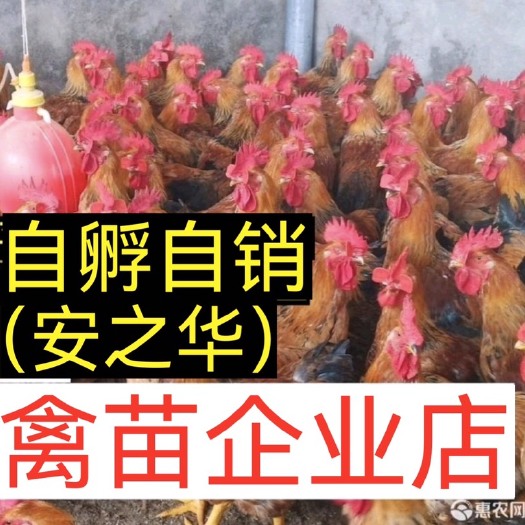 南宁瑶鸡苗  [平台优选孵化场]，质量有保障