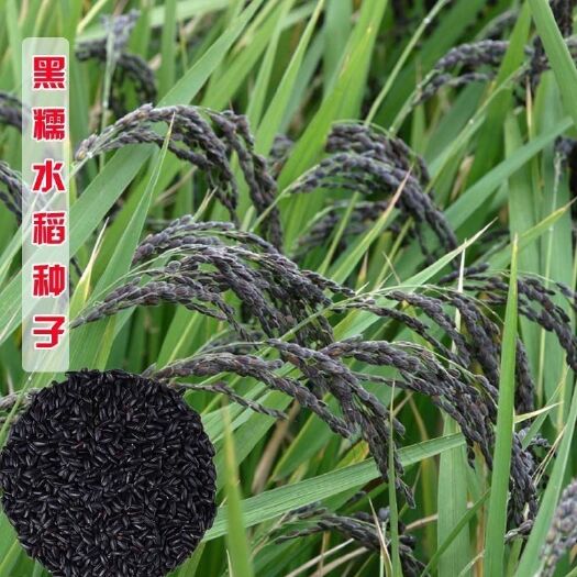 黑稻谷水稻种子紫米种子黑米种子高产黄米种子黑糯米种子