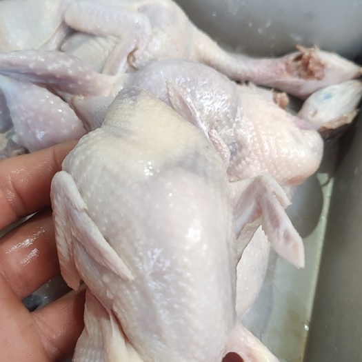 嘉祥县鲜鹌鹑肉冰鲜鹌鹑