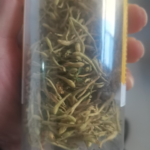 聊城金银花