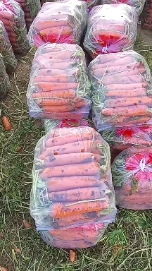 开封河南开封万亩沙地三红红萝卜
