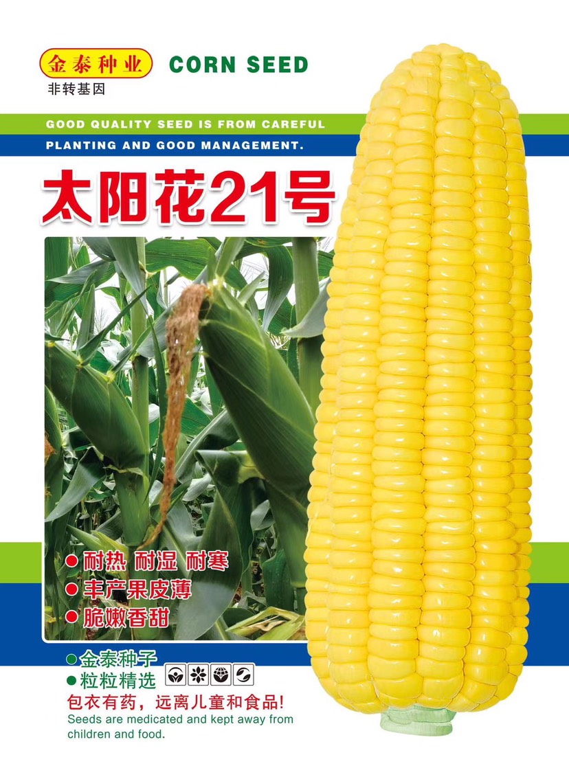 清远太阳花6号8号9号12号21号北海道牛奶玉米种子广东广西