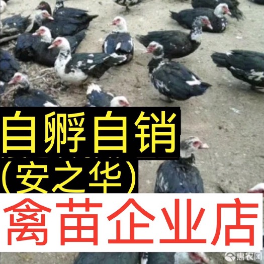 南宁番鸭苗  【平台优选孵化场】