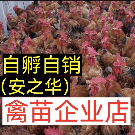 南宁K9鸡苗  快大黄鸡苗（平台优选孵化场），质量有保障