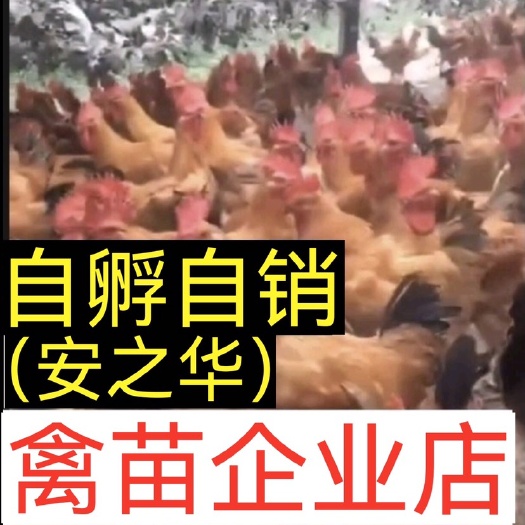 南宁蛋鸡苗  【平台优选孵化场】，质量有保障
