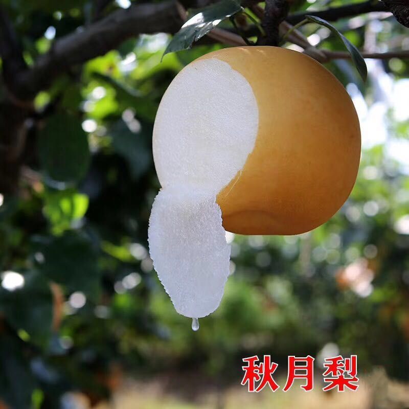 大减价大减价山东秋月梨脆甜多汁新鲜水果梨莱阳梨包邮