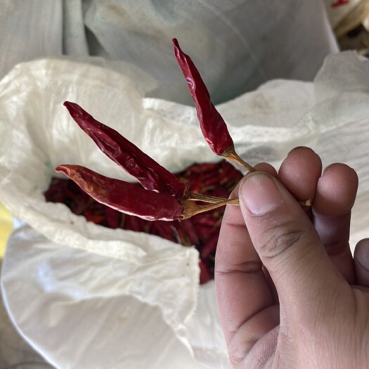 泗县朝天椒