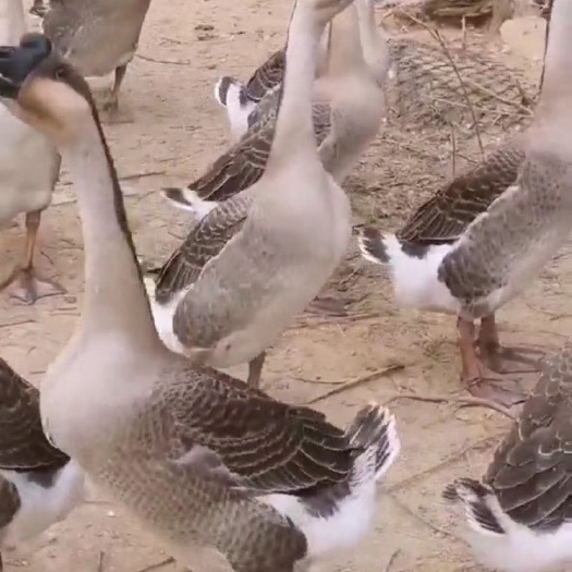 阳春市阳江杂鹅 阳江杂阳江鹅 灰鹅 黑棕鹅  肉鹅