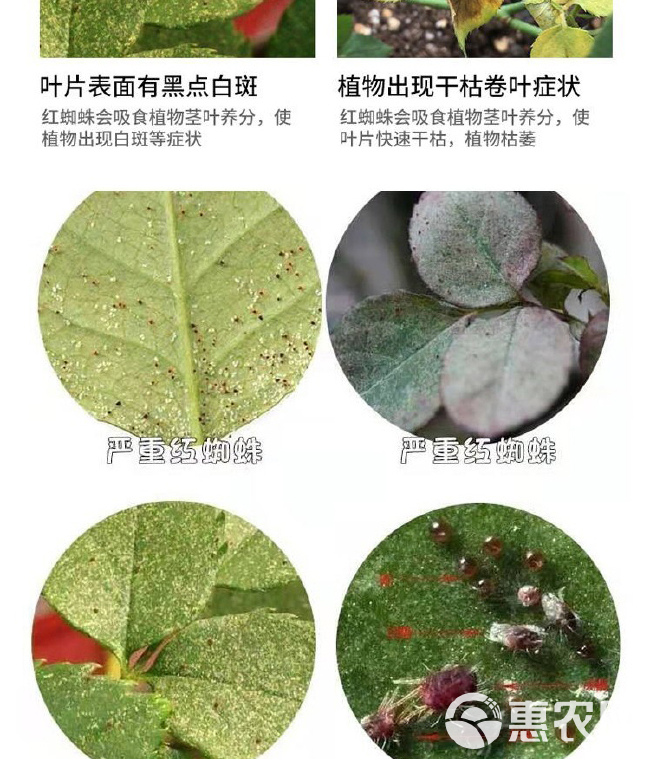 30%乙螨唑 月季花卉红白蜘蛛茶黄螨卵锈壁虱草莓柑橘果树蔬菜