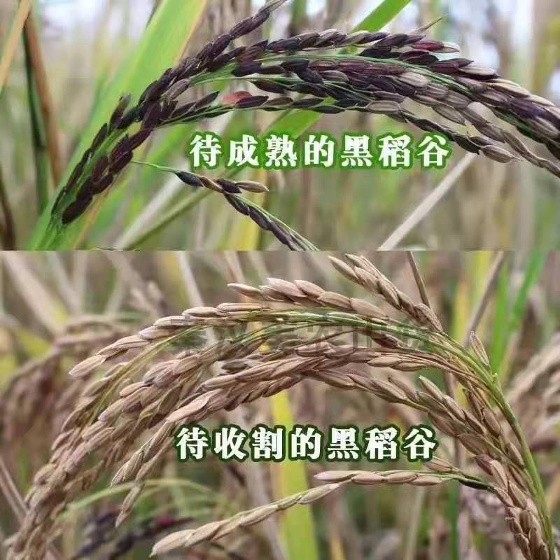 黑米种子红稻谷种子黑稻谷种子优质黑糯米种子高产无染色外黑内白