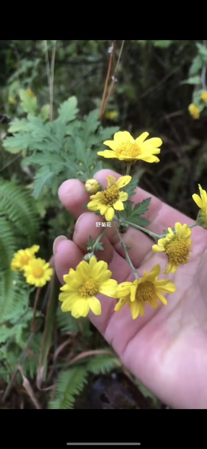 罗定市野菊花
