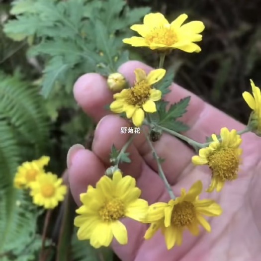 罗定市野菊花