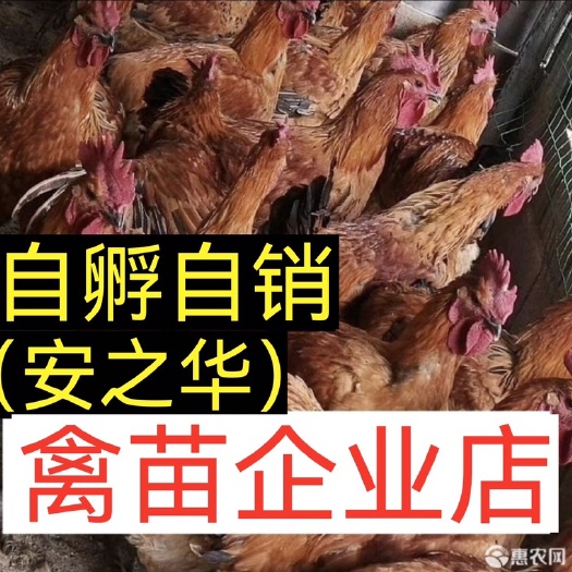 南宁乌骨鸡苗  乌鸡苗  【平台优选孵化场】，质量有保障