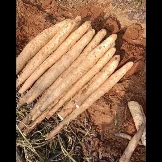 贺州滚地龙淮山产地直销