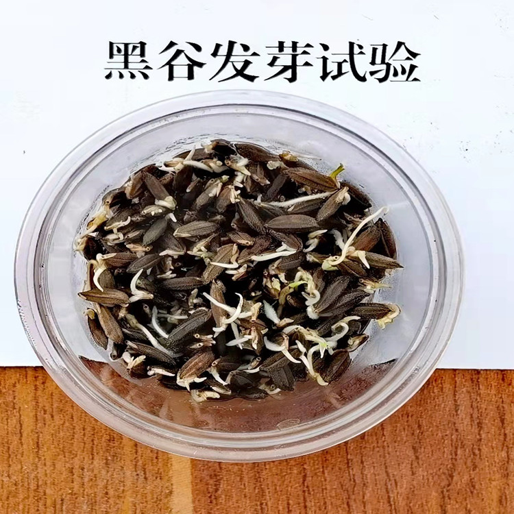 黑稻谷水稻种子紫米种子黑米种子高产黄米种子正宗黑糯米种子
