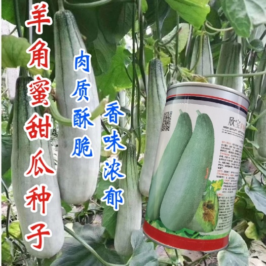 西安欣宝羊角蜜甜瓜种子种植基地甜瓜种子