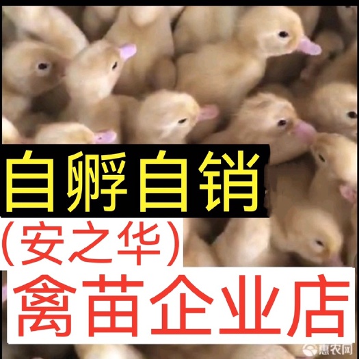 南宁桂柳鸭苗，[平台优选孵化场]，质量有保障