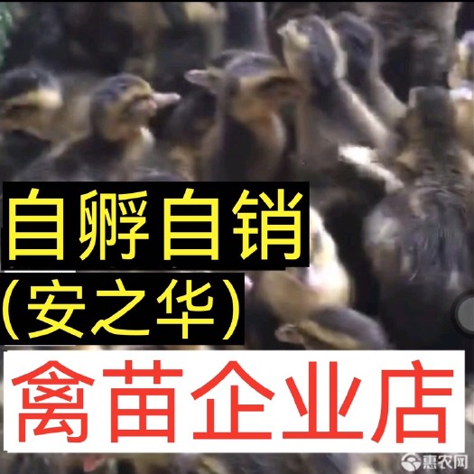 南宁杂交鸭苗  【平台优选孵化场]，质量有保障