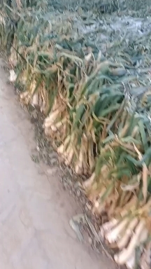 安国市鸡腿大葱