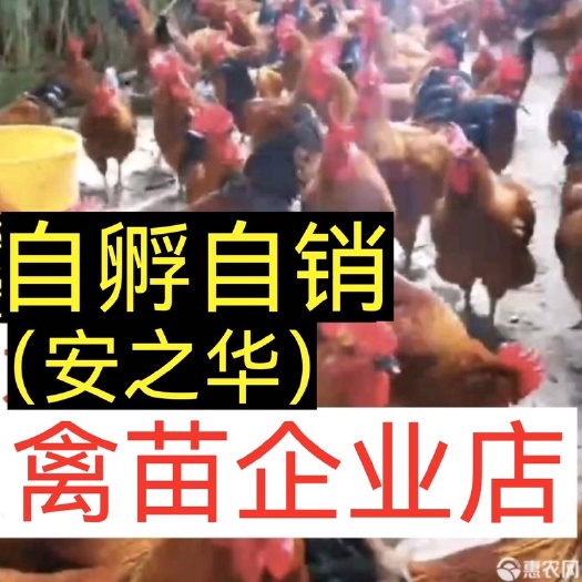 南宁土鸡苗  【平台优选孵化场】，质量有保障
