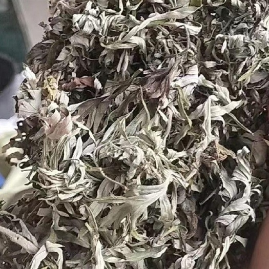 献县纯艾叶