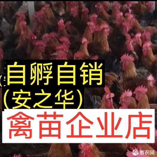 南宁青脚土鸡苗  瑶鸡苗【平台优选孵化场]