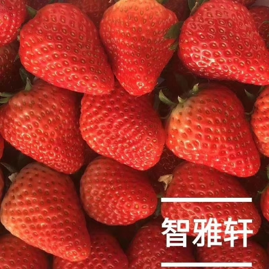项城市天仙醉草莓
