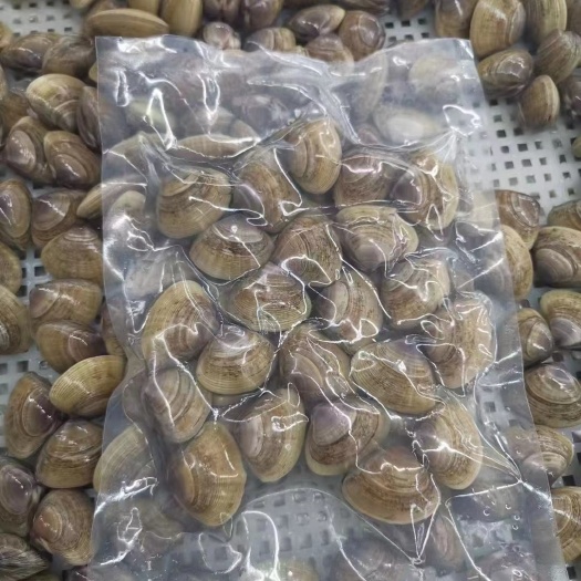 东港黄蚬子沙蚬子