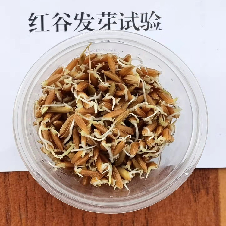 黑稻谷水稻种子紫米种子黑米种子高产黄米种子正宗黑糯米种子