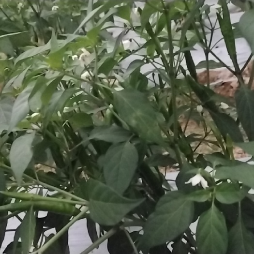 化州市中上货朝天椒