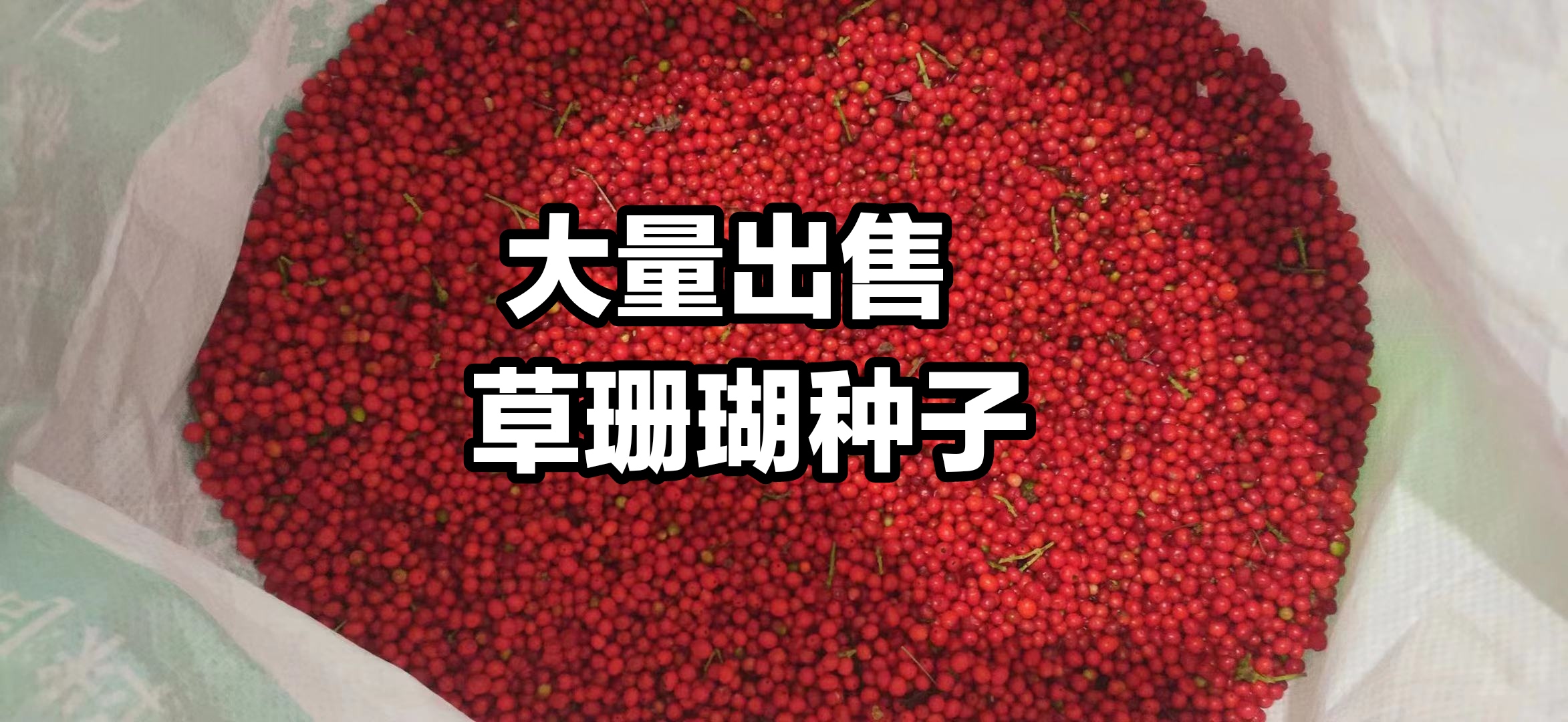 融安县草珊瑚种子29/斤