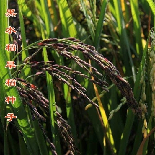 新沂市黑米种子红稻谷种子黑稻谷种子优质黑糯米种子高产无染色外黑内白
