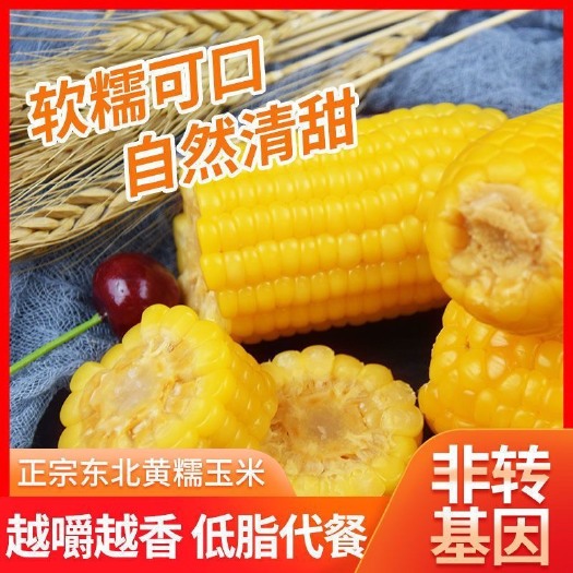 海伦市东北黄糯玉棒真空包装黄糯玉米早餐代餐即食香甜玉米熟黏玉米