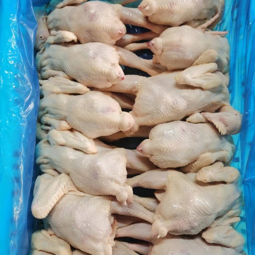 肉鸡白条