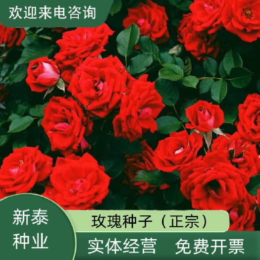 黄刺玫种子 红刺玫种子  刺玫花  硬皮刺  黄刺玫玫瑰种子
