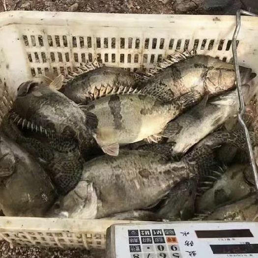如皋市鳜鱼