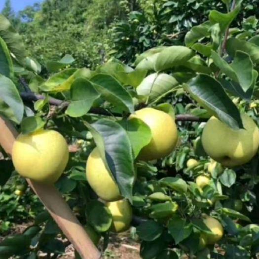 衡阳梨树