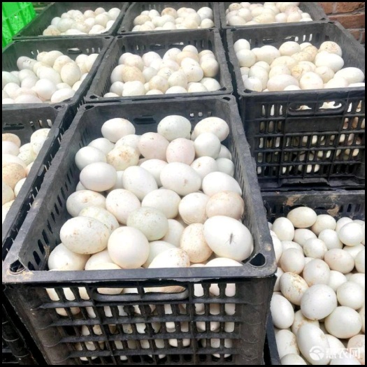 鹰潭散养新鲜新水鸭蛋