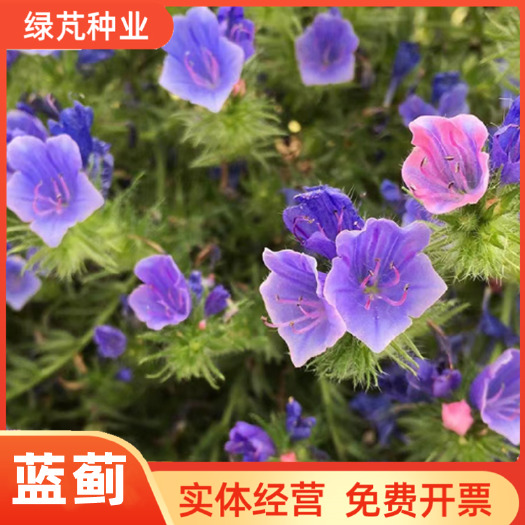 沭阳县蓝蓟种子庭院花园阳台花种盆栽露地播花境保健容易种开花密集