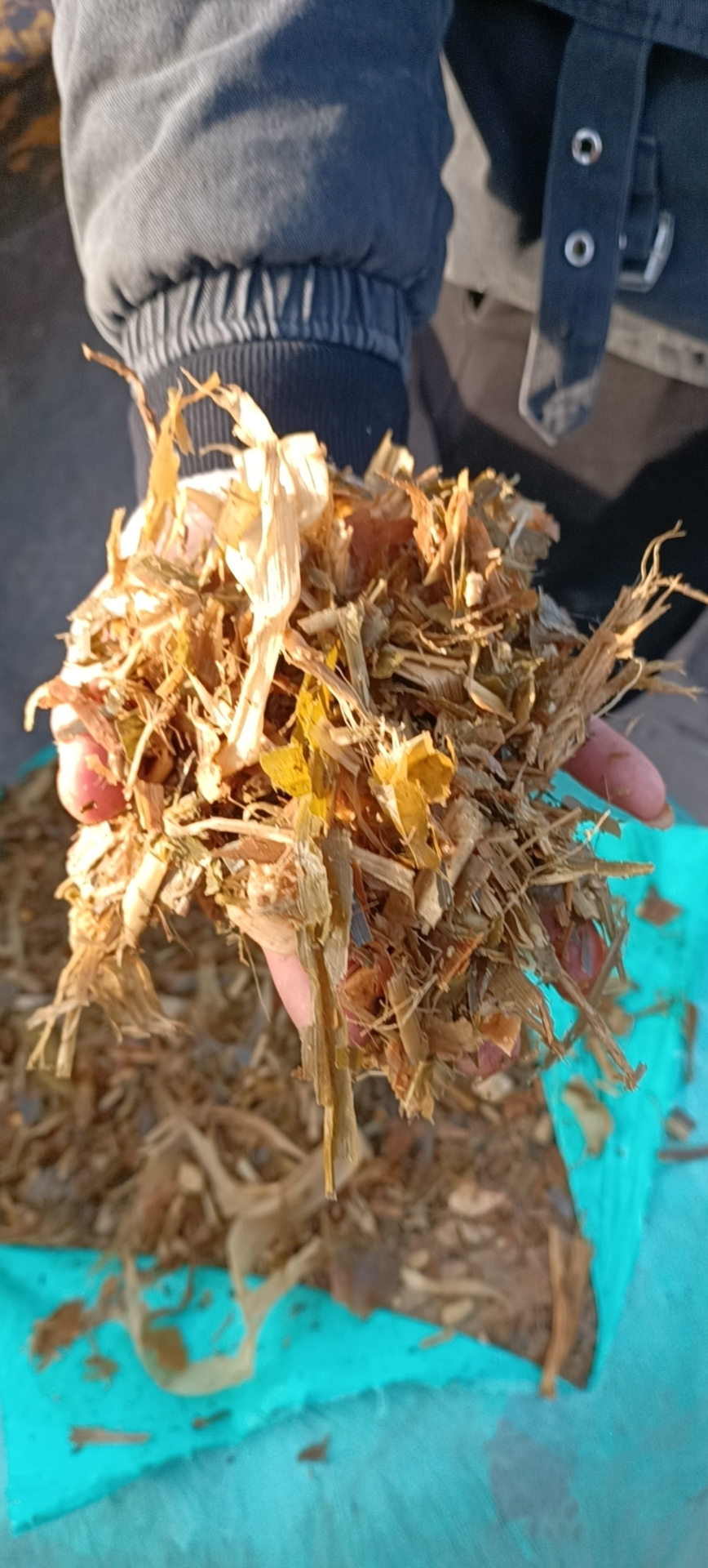 黄储饲料玉米秸秆，园包黄储草料打包