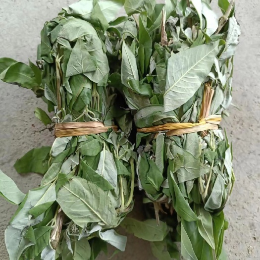 固阳县黄荆条黄荆子杜荆叶荆条荆叶杜荆子枕头布荆子婴儿成人颈椎