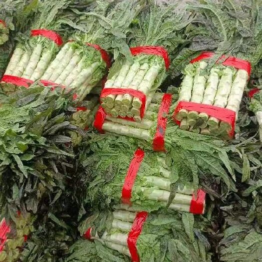 彭州市红尖叶莴苣   红圆叶  黑牛皮 竹筒青  三青莴笋