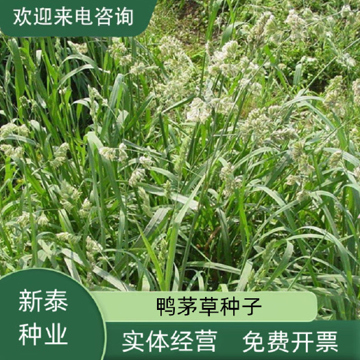 鸭茅种子多年生耐阴耐寒果园草鸡脚草牧草种籽防沙固土鸭茅草种子