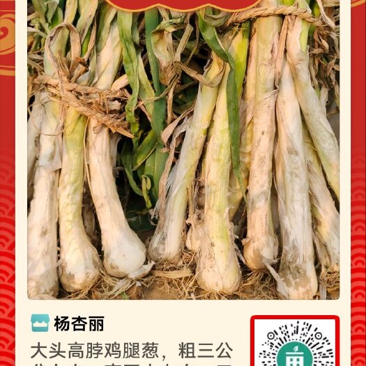安国市出售干葱鸡腿葱新品种，高脖五十多，粗三公分左右口感好，味道浓