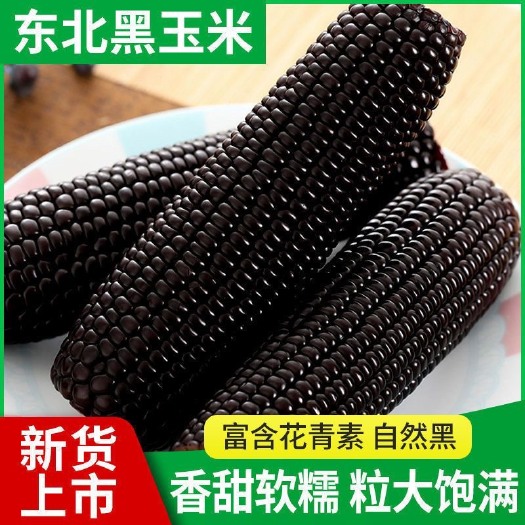 黑糯玉米东北新鲜非转基因真空包装甜糯批发早餐代餐即食