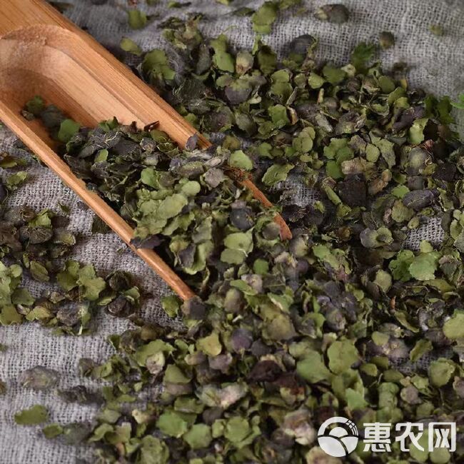 浮萍水莲花青萍田萍浮萍草新鲜干货包邮浮萍