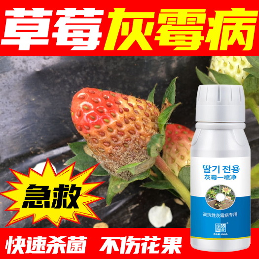 长沙草莓灰霉病草莓专用灰霉病霜霉疫病专用高产套餐不伤花果快速杀菌