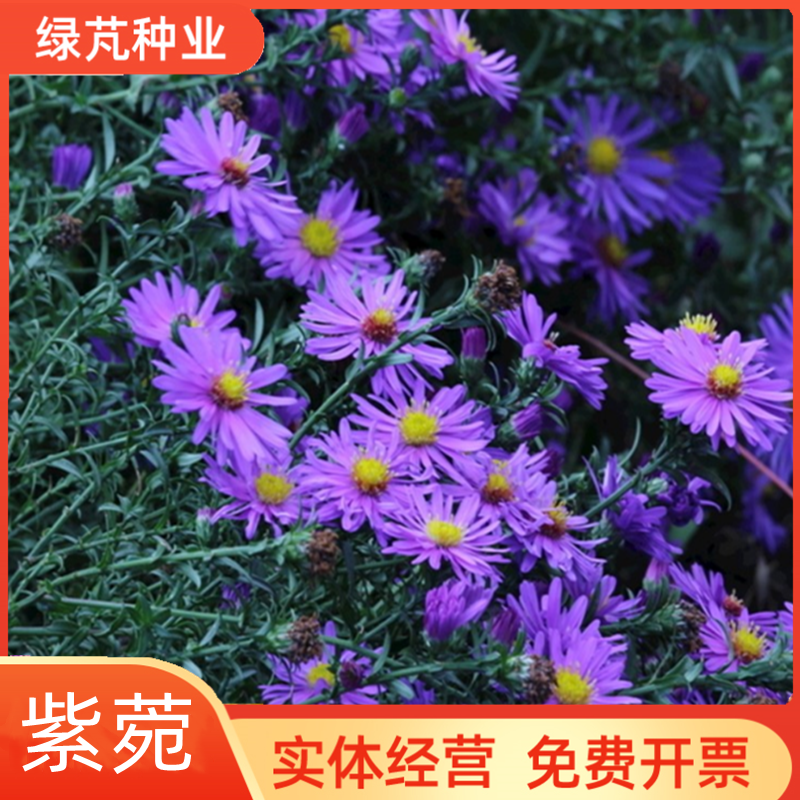 沭阳县高山紫菀种子返魂草紫倩种籽多年生花坛室外盆栽观花春秋季播种