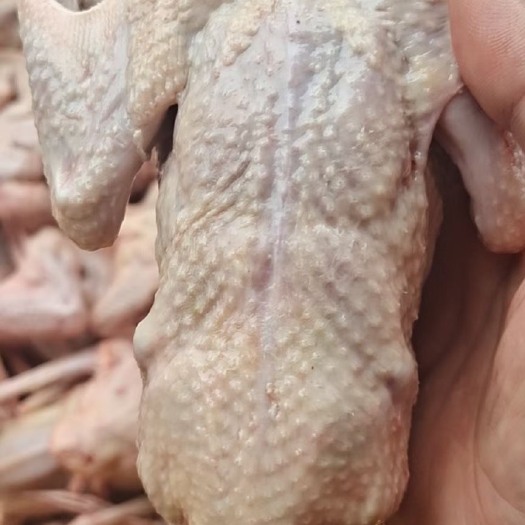佛山新鲜乳鸽
